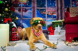 Dog Dayz Dog Care & Training Inc., Kanata, ON opening hours