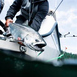 Bon Chovy Fishing Charters, Vancouver, BC opening hours