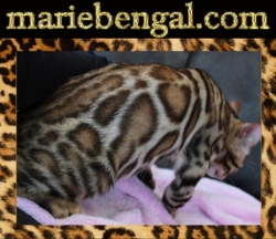 Marie Bengal, Grenville-sur-la-Rouge, QC opening hours