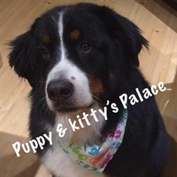 Puppy and Kitty's Palace and Rebecca’s dog training, Moncton, NB opening hours