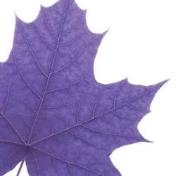 Laurier Food Services, Waterloo, ON opening hours