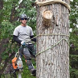 Timberland Tree Service, Winnipeg, MB opening hours