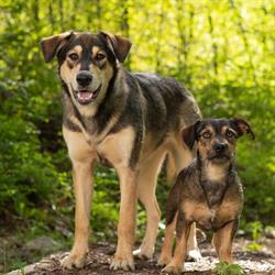 Canine Conduct, Black Creek, BC opening hours