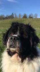 Gentle Puppy Training, Abbotsford, BC opening hours