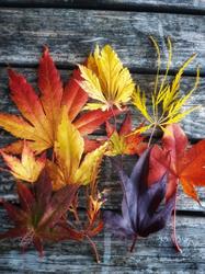 Outback Nursery, Courtenay, BC opening hours