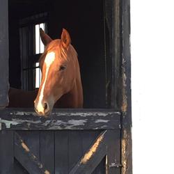 Mapleway Farms, Dunnville, ON opening hours