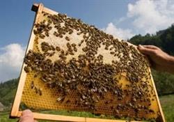 Valley Beekeeping Supplies in Pembroke, ON (Whitewater Township) - Opening Hours