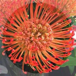 Bellamy Flowers Inc, Brampton, ON opening hours