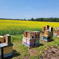 Cedarwood Honey, Harriston, ON opening hours