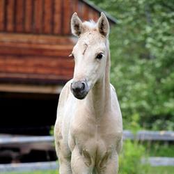 Schippers Creek Farms, Smithers, BC opening hours