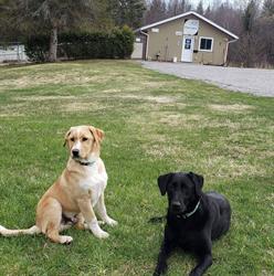 Airport Kennels, North Bay, ON opening hours