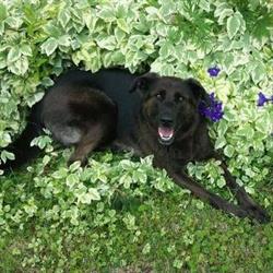 Friendly Kennel's & Grooming, Pangman, SK opening hours