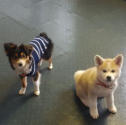 Richmond Dog Boarding and Play, opening hours