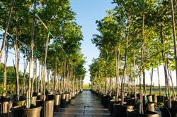 Arbor Nursery Ltd, Vernon Bridge, PE opening hours