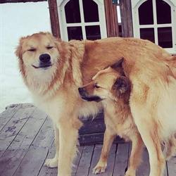 Dogsters Day Camp & In Home Boarding, Kelowna, BC opening hours