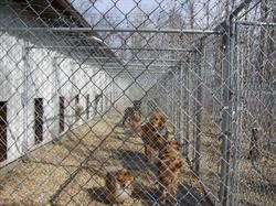 Kozy Kennels, Red Deer County, AB opening hours