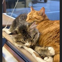 Murrayville Animal Hospital, Langley, BC opening hours