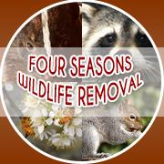 Four Seasons Wildlife Removal - Raccoon Removal Toronto, opening hours