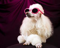 Doggie Styles Pet Grooming, Burlington, ON opening hours