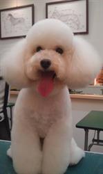 DESIGNER DOGS GROOMING STUDIO, New Westminster, BC opening hours