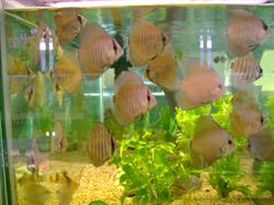 My Fish Tank, Nanaimo, BC opening hours