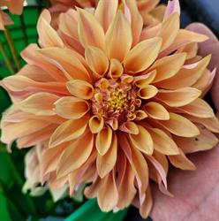 Bunches of Blooms Flower Studio, Phelpston, ON opening hours