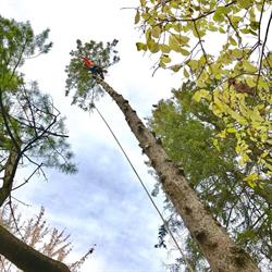 Top Notch Tree Maintenance and Removal, Chesterville, ON opening hours