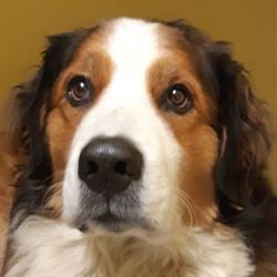 Dr Samantha Fuller Hart Family Veterinary Clinic, Prince George, BC opening hours