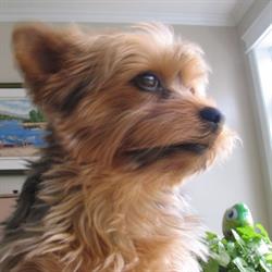 Auberge Mickey Woof Woof, Notre-Dame-de-la-Salette, QC opening hours