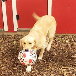 Red Barn Pet Resort, Mono, ON opening hours