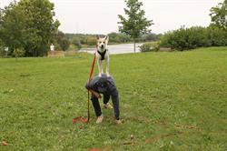 D'Arcy's Dog Training & Pet Services, Cambridge, ON opening hours