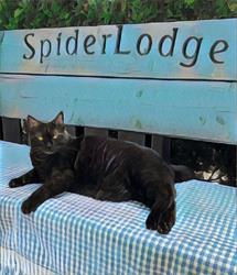 Spiderlodge Music School, Chilliwack, BC opening hours