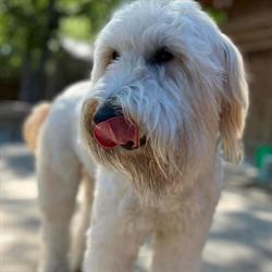 Smoochie Poochies Doggy Daycare, Windsor, ON opening hours
