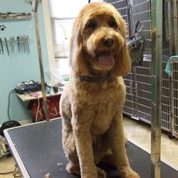 Brendas Pet Grooming, Guelph, ON opening hours