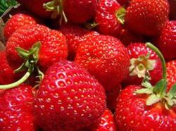 Fraisière Talfor, Plessisville, QC opening hours