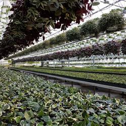 Century Home and Garden Greenhouses, Port Perry, ON opening hours