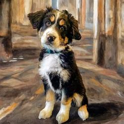Precious Paws Dog Grooming, Mount Forest, ON opening hours