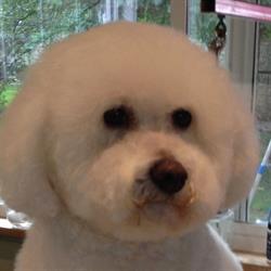 Lori’s Dog Grooming, Owen Sound, ON opening hours