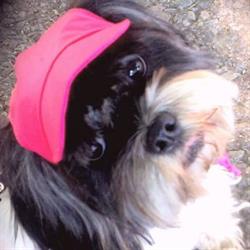 Bonnieland Puppy Parlor, Calgary, AB opening hours