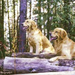Golden Acres Dog Resort, Rockwood, ON opening hours