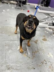 Casey's Pet Grooming & Doggie Daycare, Kanata, ON opening hours