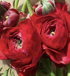 PickaFlor Floral Wholesaler, Winnipeg, MB opening hours