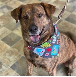 The Mutt Hutt Spaw & Pet Centre Inc, Kingston, ON opening hours
