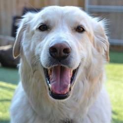Raising Canine, Calgary, AB opening hours