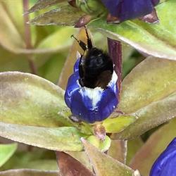 Grow Wild! Native Plant Nursery, Landscaping and Biological Consulting, Omemee, ON opening hours