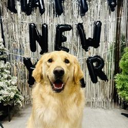 K-9 design dog grooming, New Waterford, NS opening hours