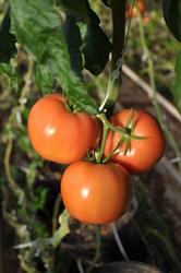Schurman Family Farm & Atlantic Grown Organics, Kensington, PE opening hours