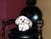 Maple Meadows Dog Grooming, Maple Ridge, BC opening hours