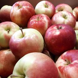 Meleg's Lakeview Orchard & Cider Mill, Kingsville, ON opening hours