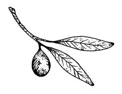 Green Olive Market and Cafe, Squamish, BC opening hours